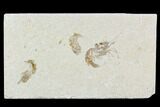 Three Cretaceous Fossil Shrimp Plate - Lebanon #107464-1